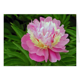 Peony Flower