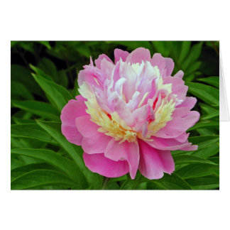 Peony Flower