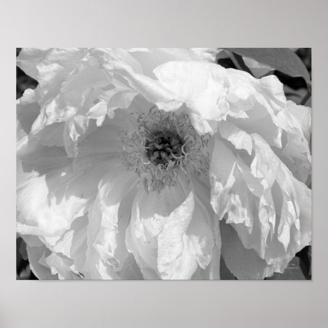 Peony Flower In Black And White  Poster (Front)