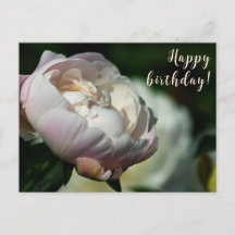 Peony/Flower Magic/White Flower/Happy Birthday/