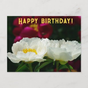 Peony/Flower Magic/White Flower/Happy Birthday/ Holiday Postcard