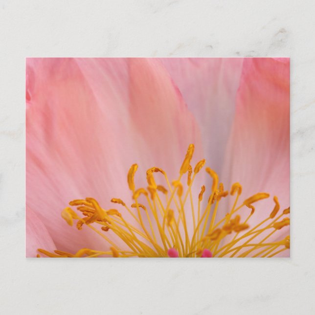 Peony Flower Postcard (Front)