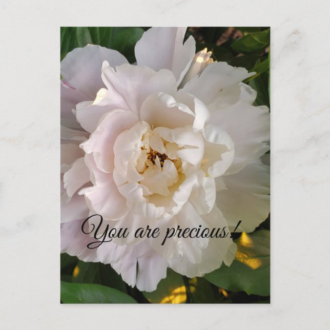 Peony flower postcard (Front)