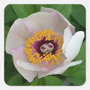 Peony Flower Stickers