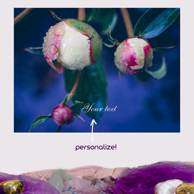 Peony flowers after rain  poster (Creator Uploaded)