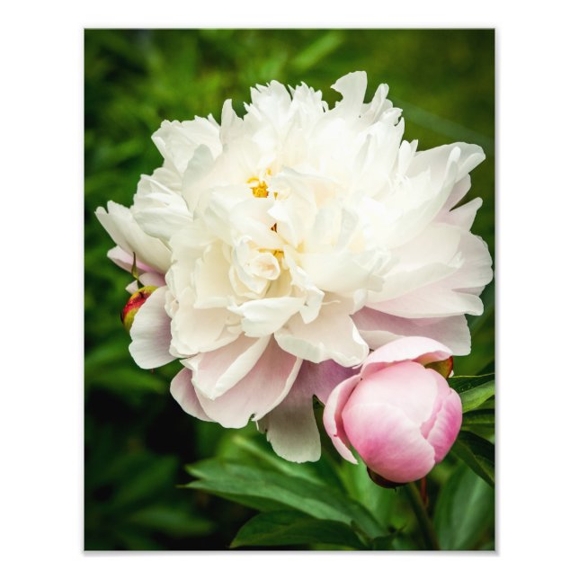Peony Flowers Photo Print (Front)