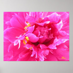 Peony in Bloom Poster