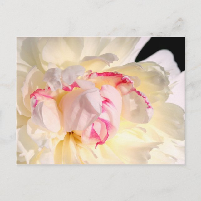 Peony In Morning Light Postcard (Front)