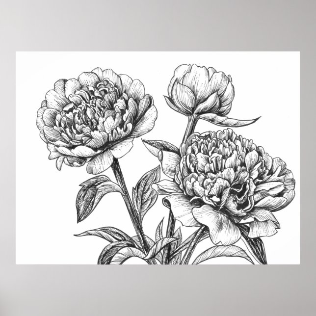 Peony ink drawing poster (Front)