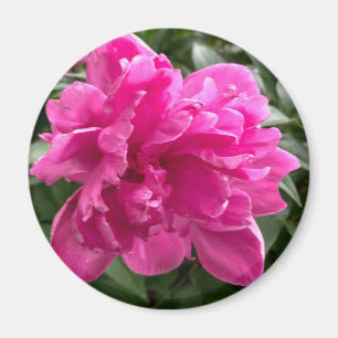 Peony Magnet
