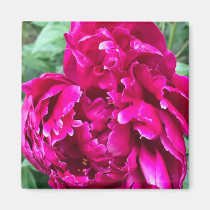 Peony Magnet