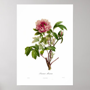 Peony moutan poster