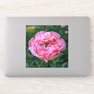 Peony of Love – Soft Pink Floral