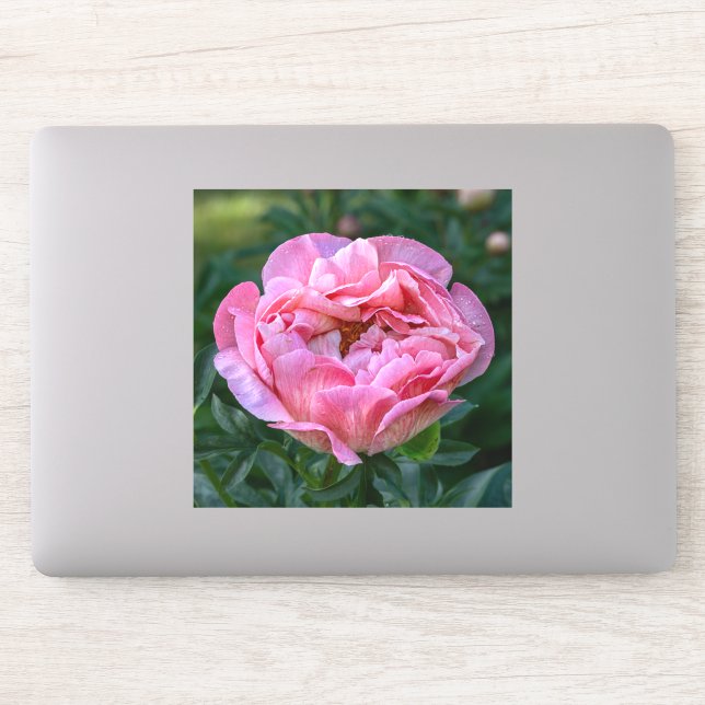 Peony of Love – Soft Pink Floral (Computer)