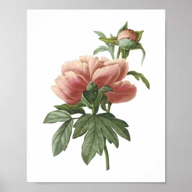 peony (Paeonia sp.) by Redouté Poster (Front)