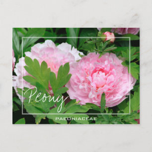 Peony   Paeony   Paeonia Of The Paeoniaceae Flower Postcard