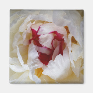 Peony petals magnet