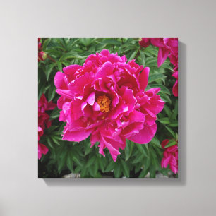 Peony Photo Print Canvas