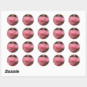 Peony Pink Ranunculus Closeup Classic Round Sticker