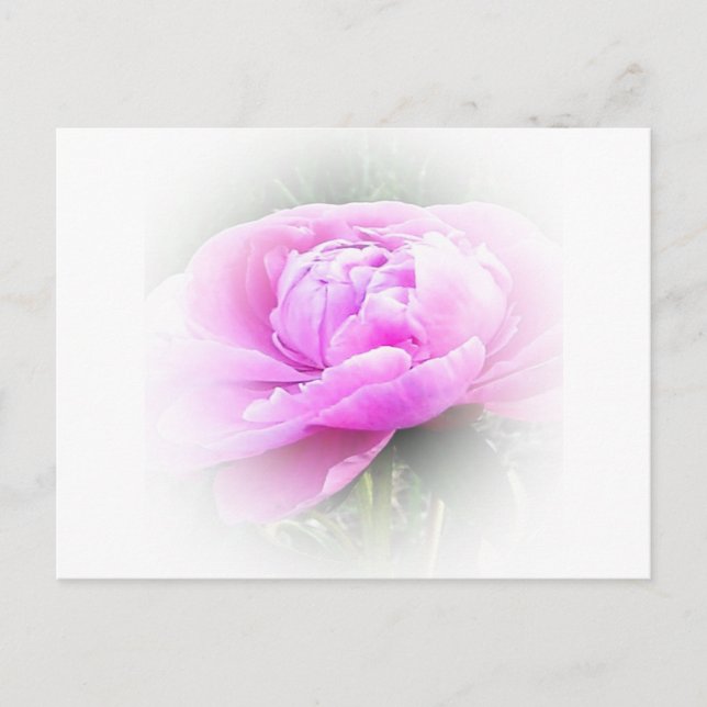 peony postcard (Front)