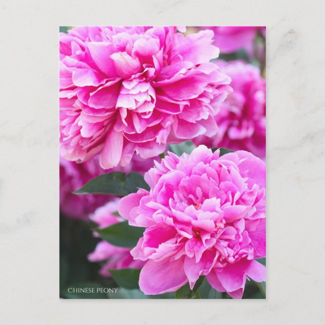 Peony Postcard (Front)