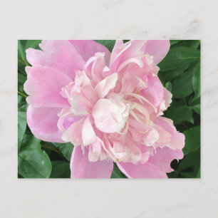 Peony Postcard