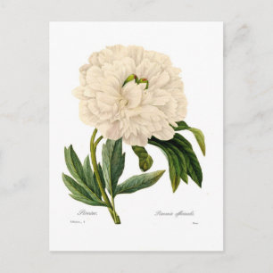 Peony Postcard