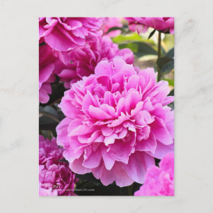 Peony:Postcard Postcard