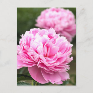 Peony:Postcard Postcard