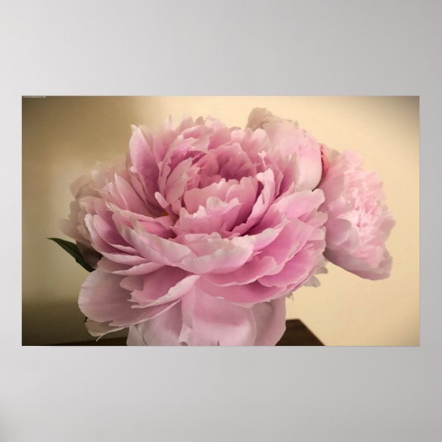Peony, Poster (Front)