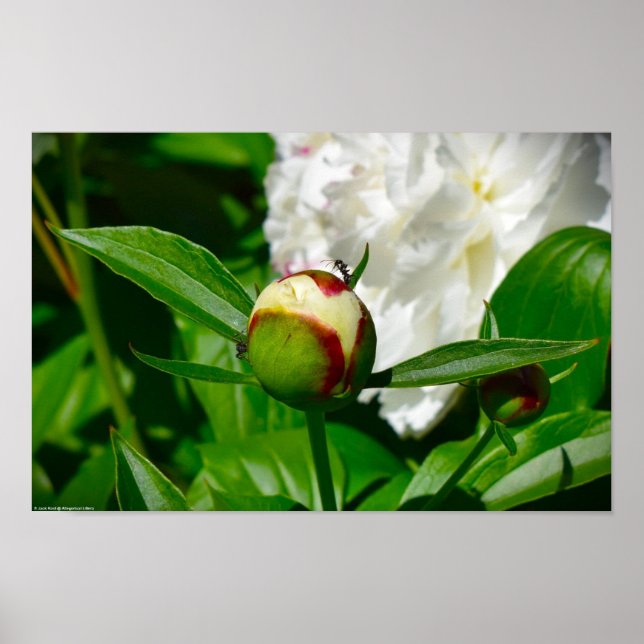 Peony, Poster (Front)