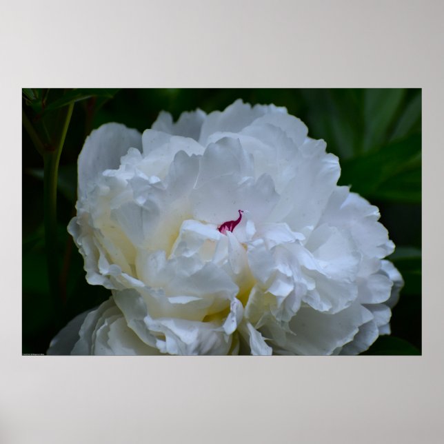 Peony, Poster (Front)