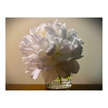 Peony,