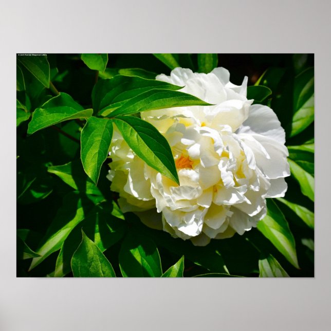 Peony, Poster (Front)