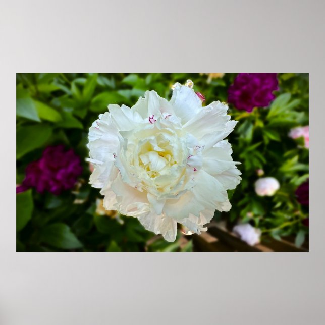 Peony, Poster (Front)