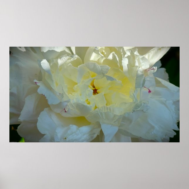 Peony, Poster (Front)