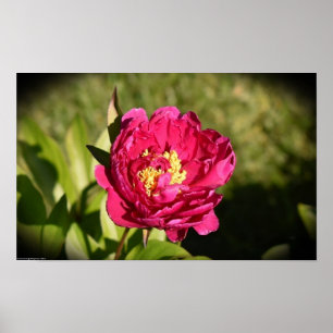 Peony, Poster