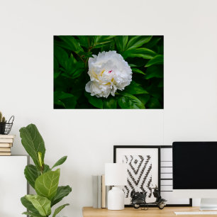Peony, Poster
