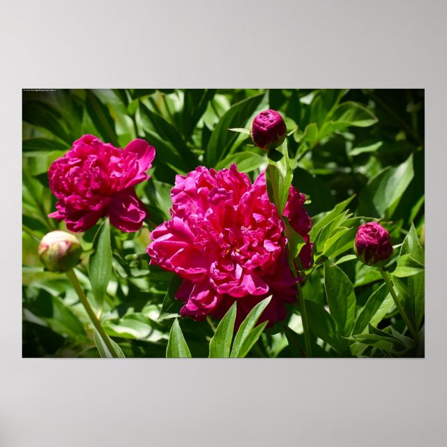 Peony, Poster (Front)