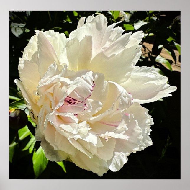 Peony, Poster (Front)