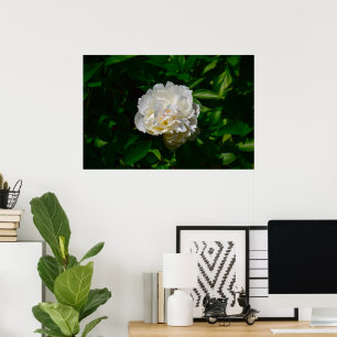 Peony, Poster