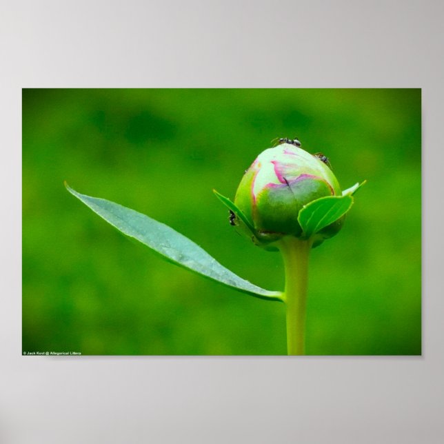 Peony, Poster (Front)