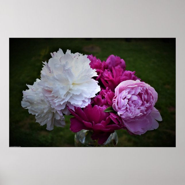 Peony, Poster (Front)