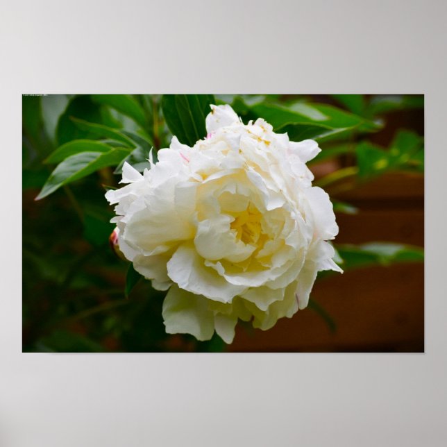 Peony, Poster (Front)