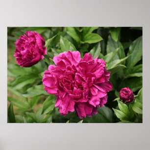 Peony, Poster