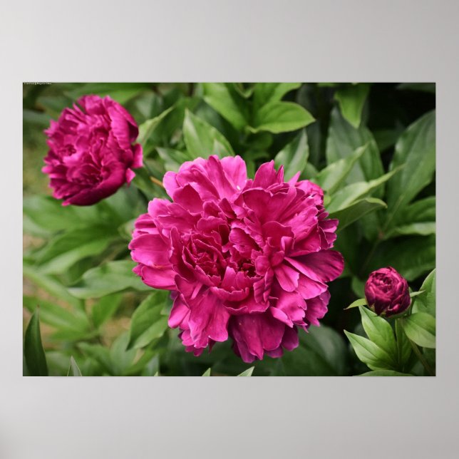 Peony, Poster (Front)