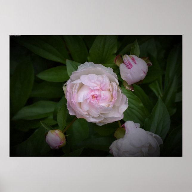 Peony, Poster (Front)