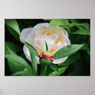Peony, Poster