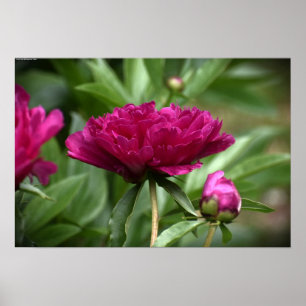 Peony, Poster