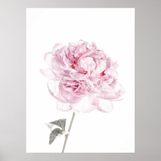 Peony Print Peony Wall Art Fine Art Photography (Front)